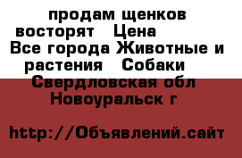 продам щенков восторят › Цена ­ 7 000 - Все города Животные и растения » Собаки   . Свердловская обл.,Новоуральск г.